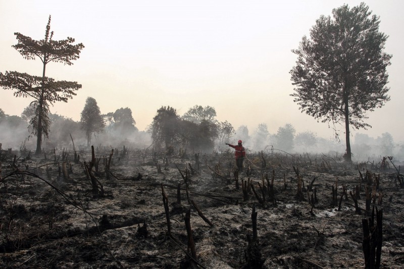 印尼蘇門答臘島部分地區和婆羅洲的加里曼丹省，最近幾週持續遭森林大火肆虐。（歐新社）
