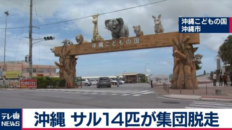 「沖繩兒童王國動物園」發生14隻猴子集體逃走事件。(圖擷取自テレ東NEWS) 「沖繩兒童王國動物園」發生14隻猴子集體逃走事件。(圖擷取自テレ東NEWS)