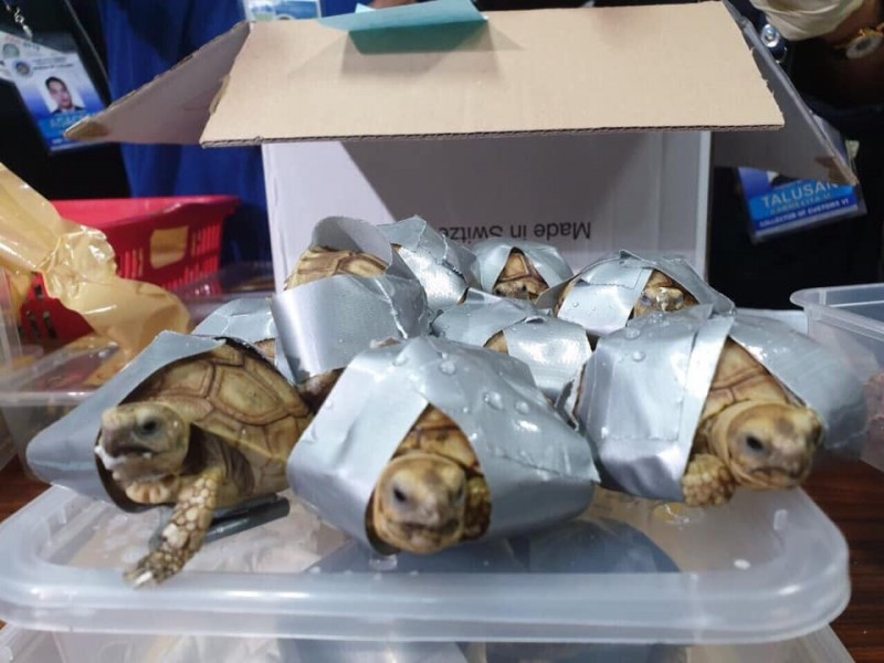 菲律賓警方昨(3)日查獲瀕危龜類走私案,超過1500隻龜類被膠帶封住4足後,放置於4個行李箱內棄置於馬尼拉機場,身價至少8萬6千元美金(折合台幣約265萬元)。(圖取自菲律賓海關官方FB專頁Bureau of Customs NAIA) 菲律賓警方昨(3)日查獲瀕危龜類走私案,超過1500隻龜類被膠帶封住4足後,放置於4個行李箱內棄置於馬尼拉機場,身價至少8萬6千元美金(折合台幣約265萬元)。(圖取自菲律賓海關官方FB專頁Bureau of Customs NAIA)