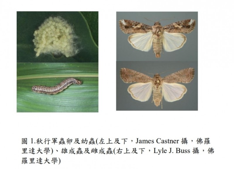 秋行軍蟲的蟲卵、幼蟲與成蟲，現已蔓延至中國18省，對農業造成重大打擊。（資料照，農委會防檢局提供）