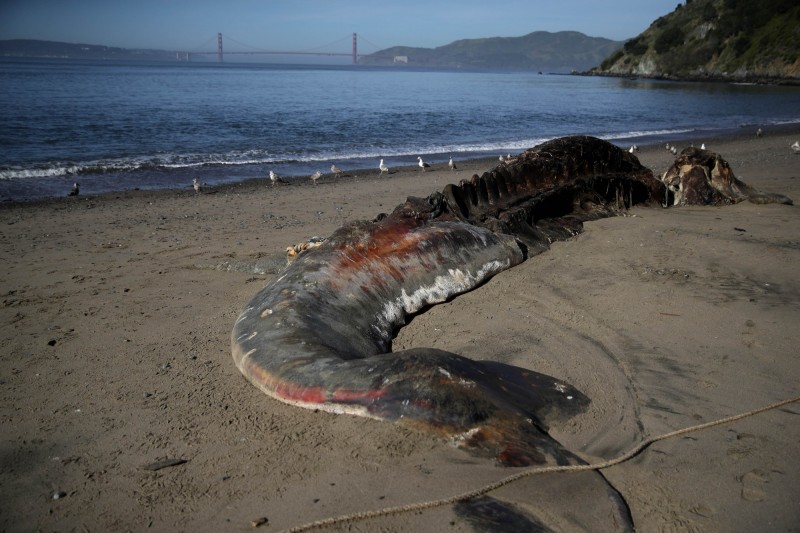 近幾個月來，美國西岸至少已經發生70頭灰鯨死亡擱淺案件。（法新社）