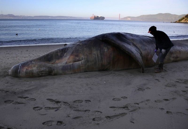 專家指出，這是非常罕見的情況，同時從這些死亡的灰鯨身體狀況判斷，懷疑是因為全球暖化，造成灰鯨的食物減少。（法新社）
