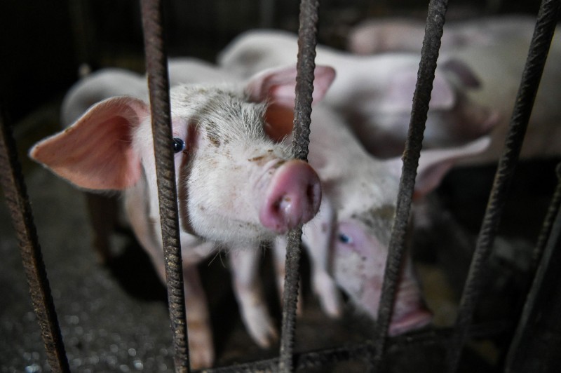 南韓一處養豬場出現非洲豬瘟疫情。（法新社資料照）