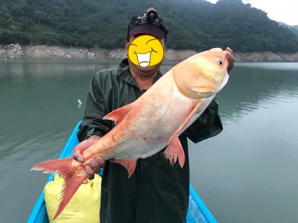 çŸ³é–€æ°´åº«ç¼ºæ°´æ¼æ°'æ•ç²è¶…ç½•è¦‹å¤§å°¾ é»ƒé‡'é°±é­š ç