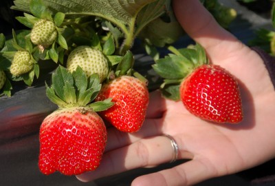 大湖草莓 相關新聞 自由時報電子報