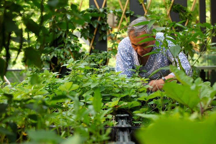 無毒菜園經常吸引住戶「拈花惹草」。(李漢文/攝)
