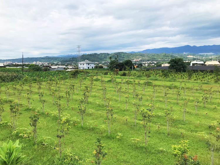 花與綠休閒農場已種植一千多棵珍貴植物，包括茶樹、桂花、果園、含笑花、藥草等。(圖為花與綠休閒農場實景)