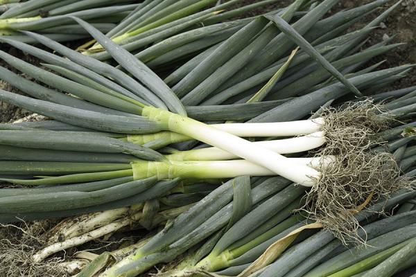 新鮮美味上菜！跟著阿慶師動手做大蔥料理