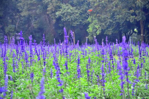 南元農場 地中海花卉博覽會 法國薰衣草、鼠尾草、大飛燕綻放！