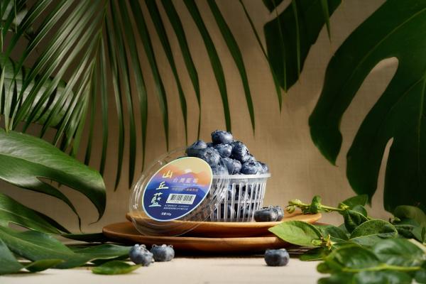 山丘藍台灣藍莓2025產季正式開始！