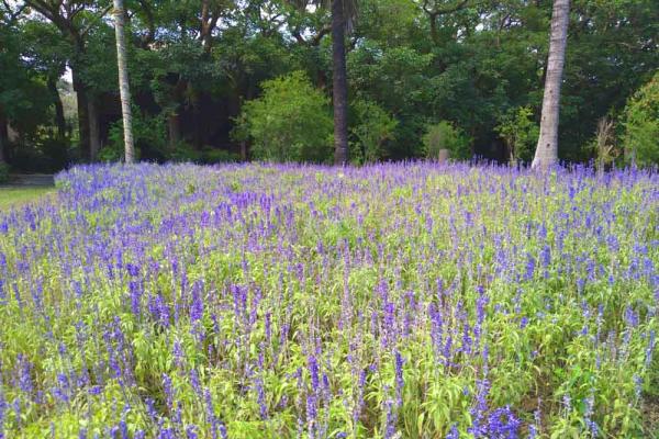 南元農場 美洲花卉展 端午連假 十五歲以下憑證免門票！