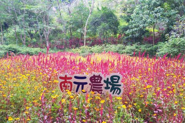 南元農場 美洲花卉展 端午連假 十五歲以下憑證免門票！