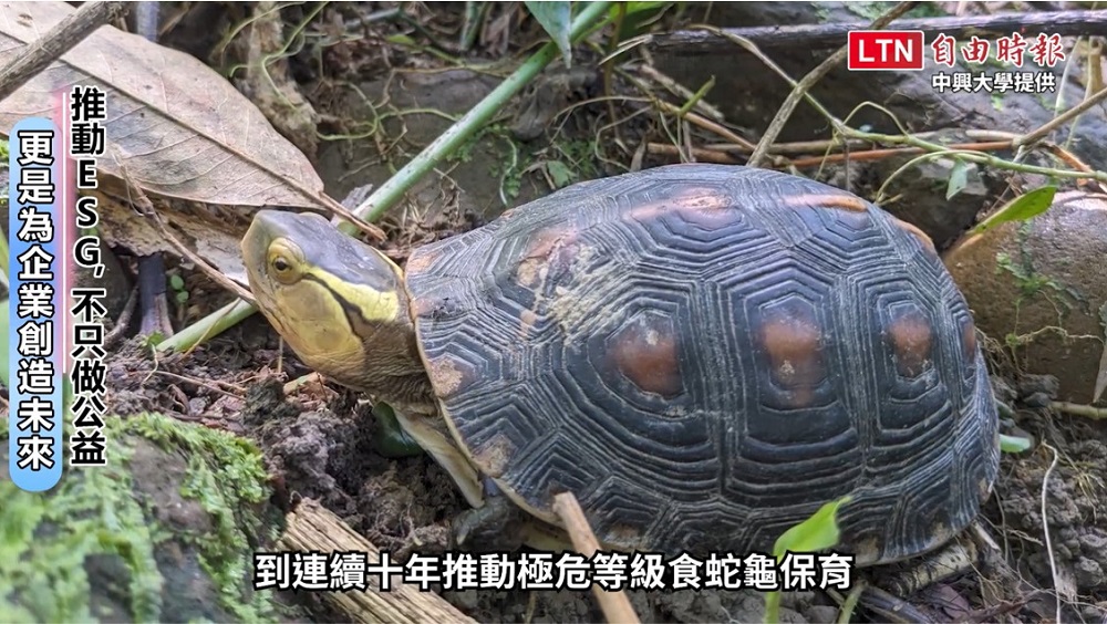 日月光長期投入ESG行動，在環境保育方面更連續十年推動極危等級的保育動物食蛇龜保育專案，並展開台灣特有種野蜂保育計畫，以行動守護台灣的生物多樣性。(圖/截自影片)