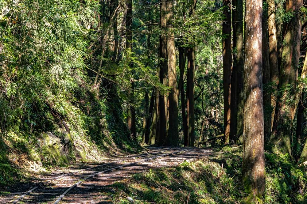 喜歡步道健行的旅客，也可以選擇特富野古道，有直聳入天的柳杉林道，還有乘載歷史記憶的舊林鐵鐵軌，走讀山林。（圖／阿里山英迪格酒店提供）
