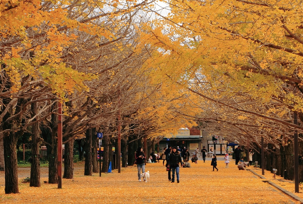 遠傳原號漫遊日韓計日型99元起。(圖片提供/遠傳)