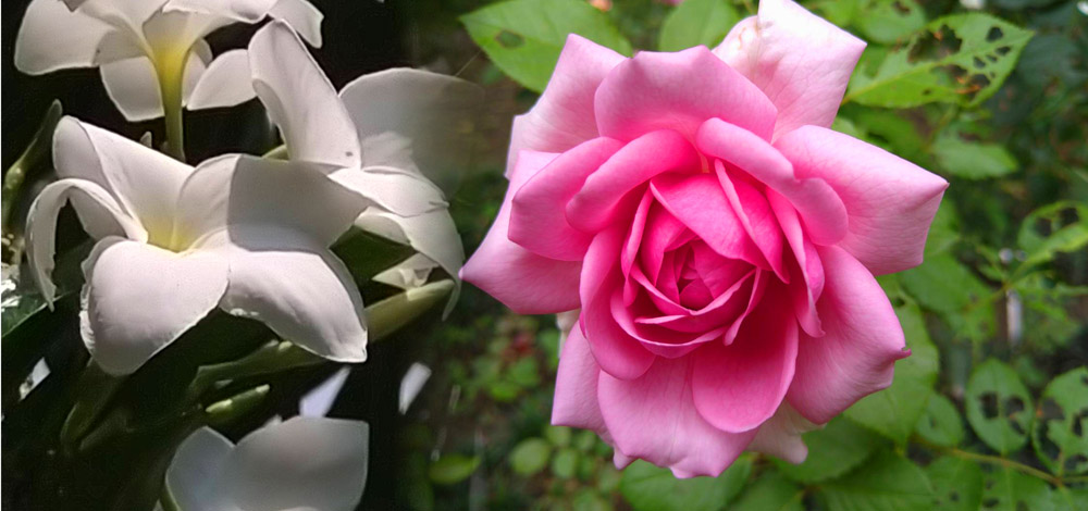 南元農場 加勒比海花卉展 麒麟玫瑰、小百日菊 浪漫美麗！