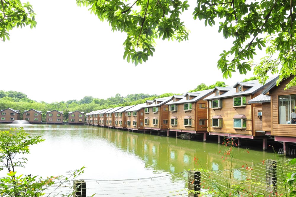 南元農場 加勒比海花卉展 麒麟玫瑰、小百日菊 浪漫美麗！