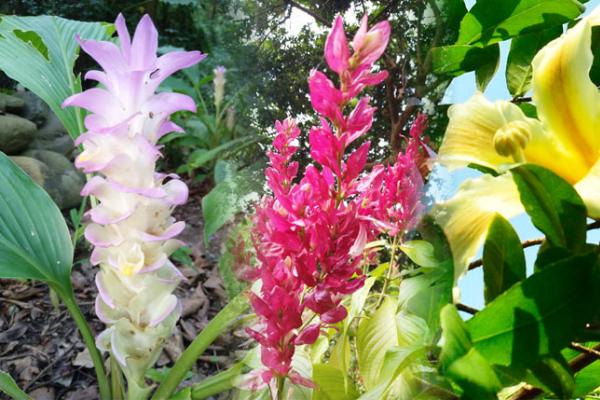 南元農場 加勒比海花卉展 麒麟玫瑰、小百日菊 浪漫美麗! 南元農場 加勒比海花卉展 麒麟玫瑰、小百日菊 浪漫美麗!