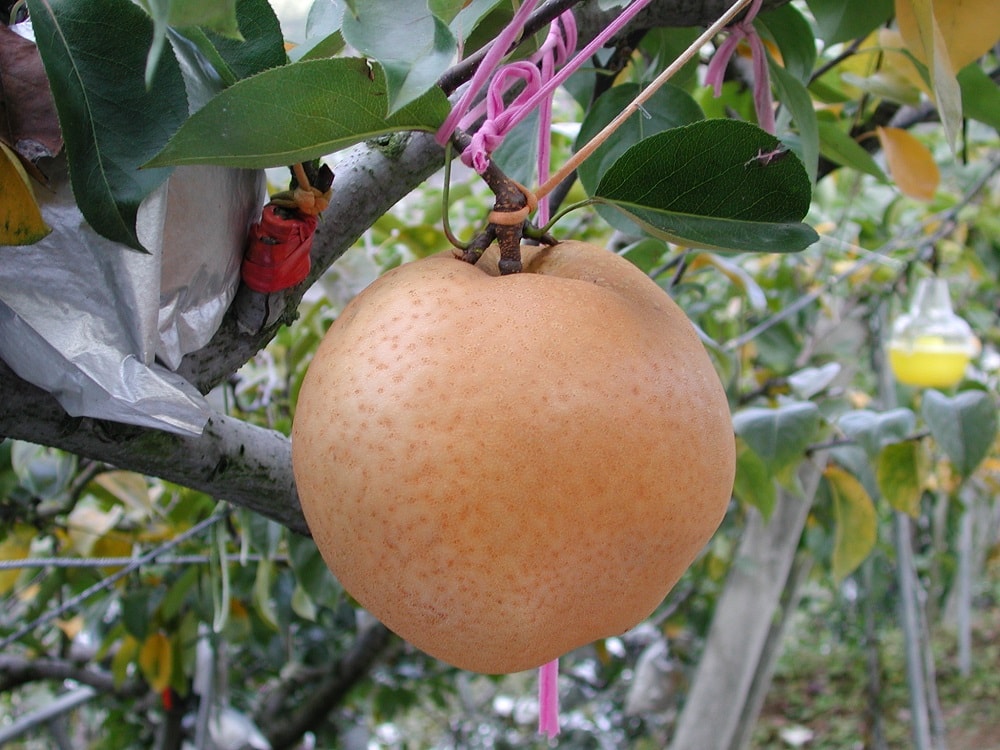 梨山雪梨北上展售 邀您品嚐「梨中之王」