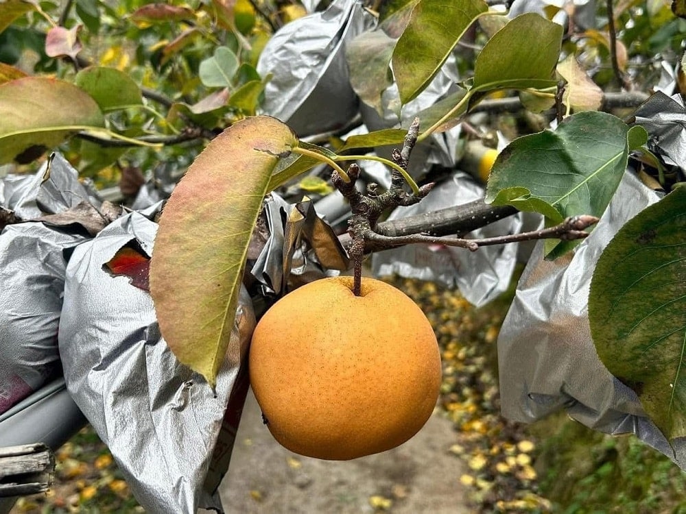 梨山雪梨北上展售 邀您品嚐「梨中之王」