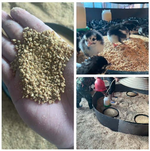 洺鈞畜產科技運用AI監控與中草藥飼養管理，提高畜產品透明度，並順利通過P&PF國際認證。(圖／桃園青年局提供)