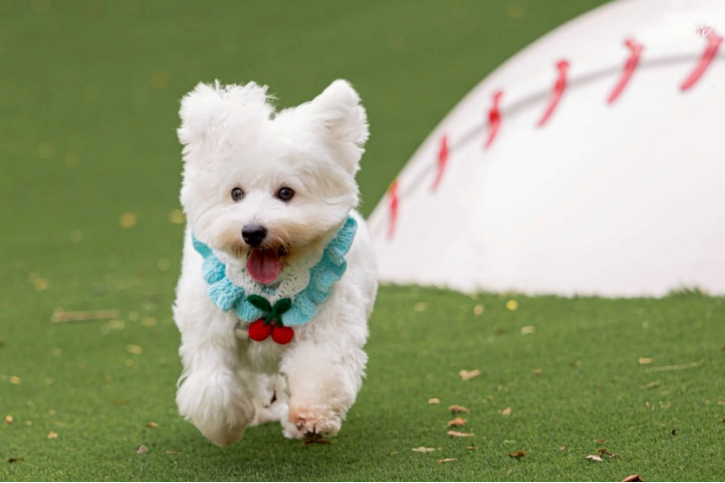 桃市府將持續努力，以「人寵共享、幸福共融」為願景，打造寵物友善幸福城市。（圖/桃園市政府提供）