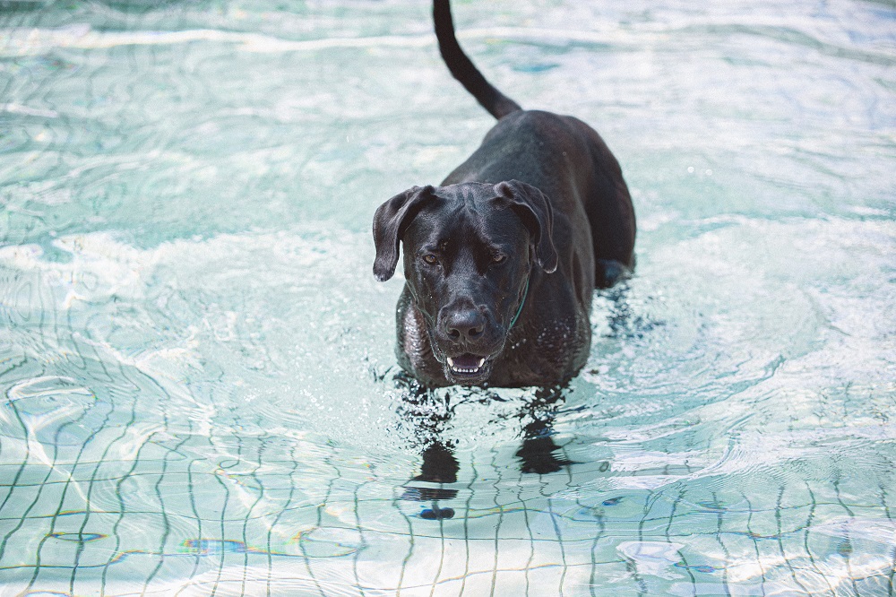 全臺首座「寵物用戲水池」是毛小孩夏日的新樂園，不但可以在戲水池中玩耍消暑，同時也有助關節保健。（圖/桃園市政府提供）