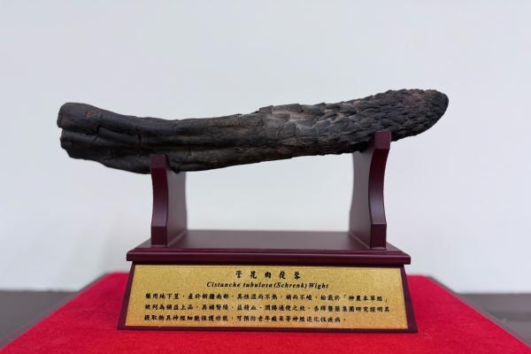 醫學研究 管花苯乙醇苷AIE2 幫助大腦排毒防失智