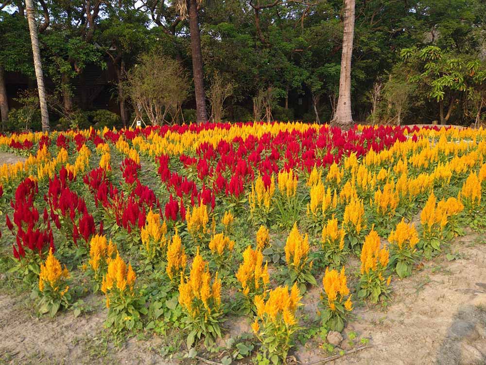 南元農場  大西洋花卉展  黃金牡丹、玫瑰、薰衣草花海  浪漫美麗！