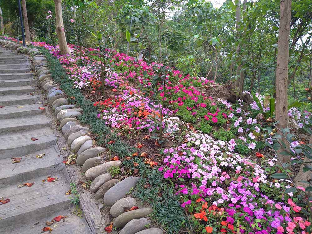 南元農場  大西洋花卉展  黃金牡丹、玫瑰、薰衣草花海  浪漫美麗！