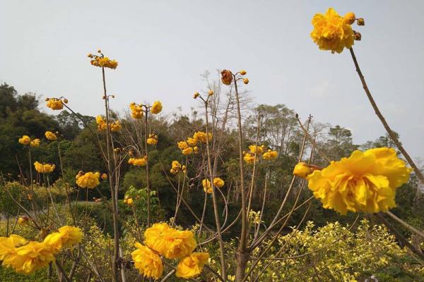 南元農場  大西洋花卉展  黃金牡丹、玫瑰、薰衣草花海  浪漫美麗！