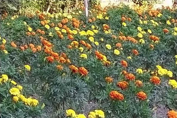 南元農場  美洲花卉展  夏秋薰衣草、美國鳳仙  浪漫美麗！