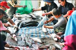 養殖沒利潤 王功烏魚子產量創新低