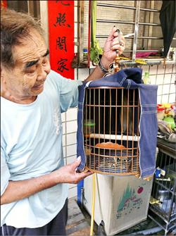 怕鳥被養死 自作主張放朋友3隻鳥