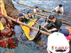 小抹香鯨 被礁岩卡死