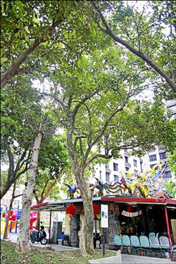 位處青蛙風水穴 港墘公園老樹保命