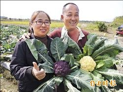 三星彩色花椰菜 免費提供當捧花