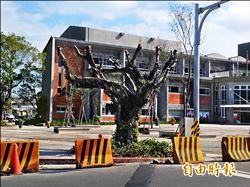 榕樹被剃光頭 冬山公所挨批