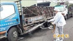 家禽復宰 先全車消毒才進場