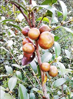 推廣種苦茶 冬山公所補助苗木