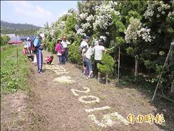 頭社澳洲茶樹開花 不輸桐花