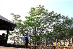 藤山步道桐花開 「好攝」熱點