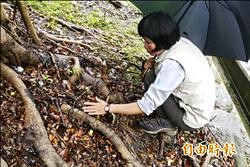 疑褐根病入侵 天祥林木葉黃枯萎