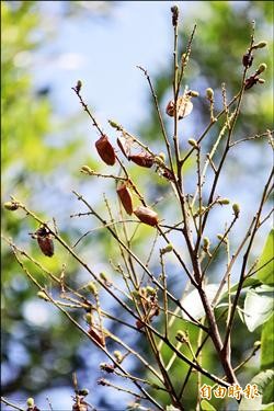 荔枝椿象肆虐 竹縣憂啃梨、柑橘