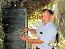 炭疽病用藥 莓農批無所適從