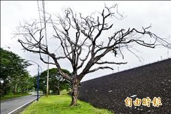 樹癌襲擊 嘉義鳳凰木大道「枯」泣