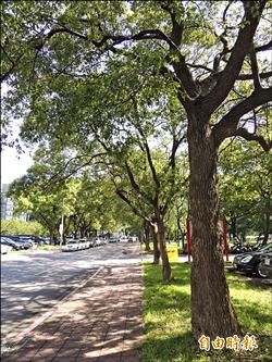 修樹移植 竹北市代促公所明訂罰則
