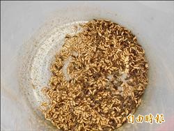 銀合歡樹粉餵蟲 環保又經濟