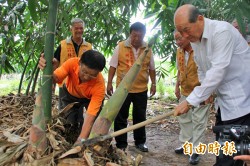 嘉縣林班地風損補助提高 筍農鬆口氣