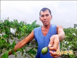 杜鵑吹殘 芭樂落果多 白柚開口笑